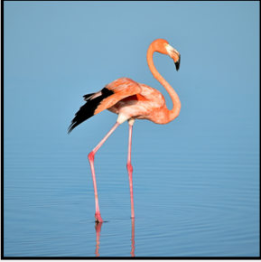 flamingo.png