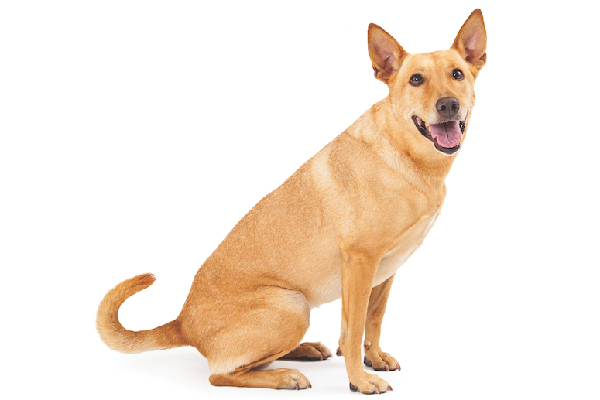 Carolina_Dog.jpg