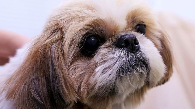 _107076735_shihtzu976.jpg