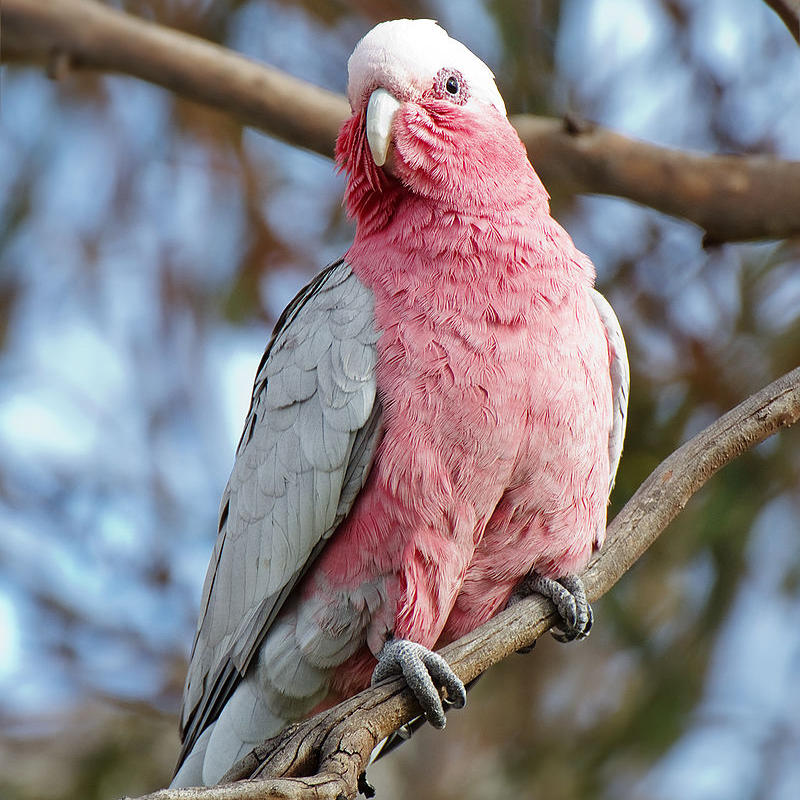 Galah.jpg