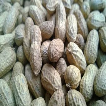 groundnut3.jpg