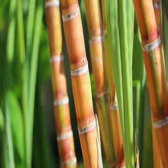 sugarcane1.jpg