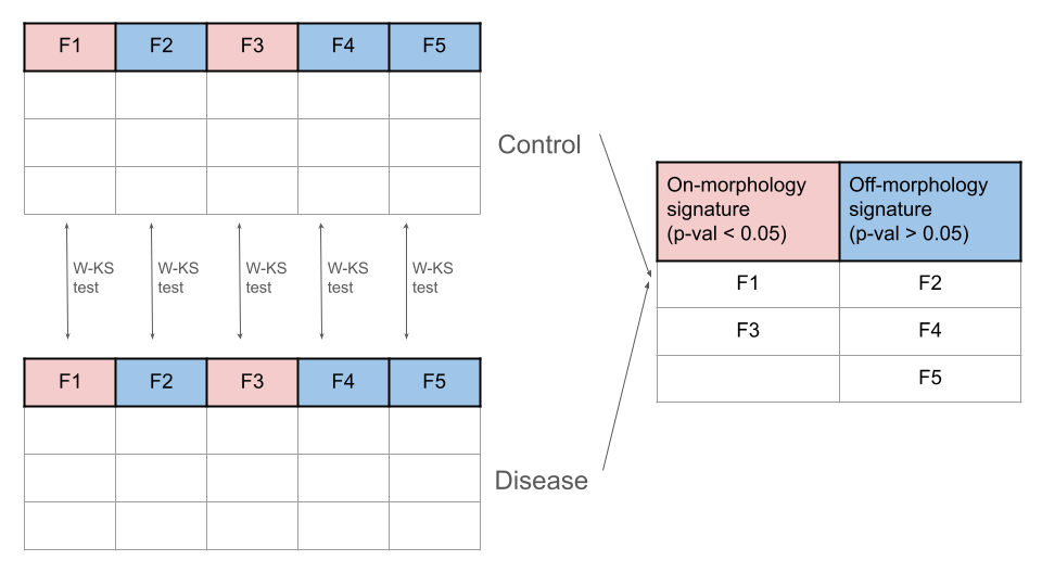 on-off_morphology_signatures.png