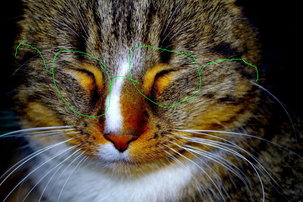 cat_slight_diff.jpg