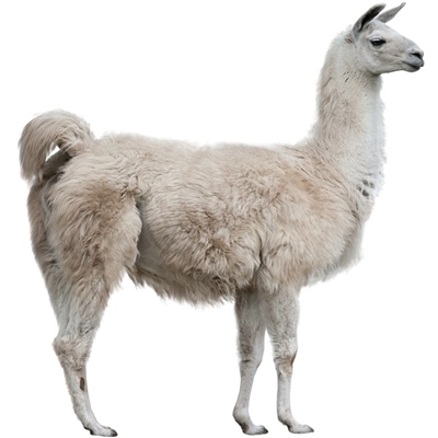 llama.jpg