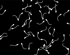 sperm