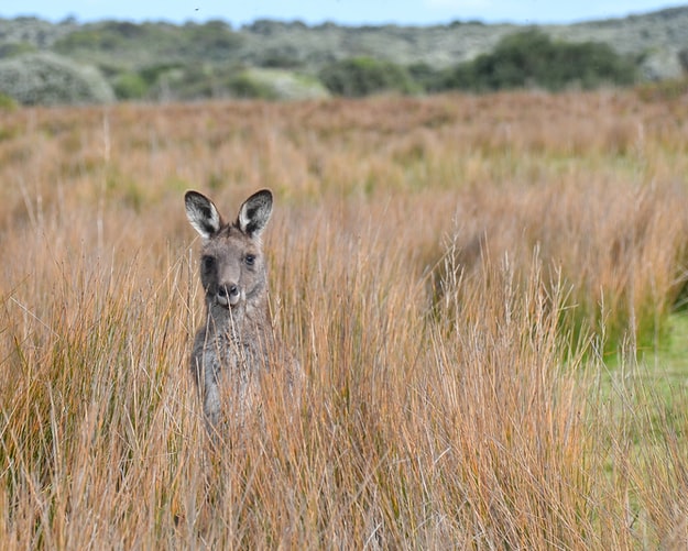 kangaroo.jpg