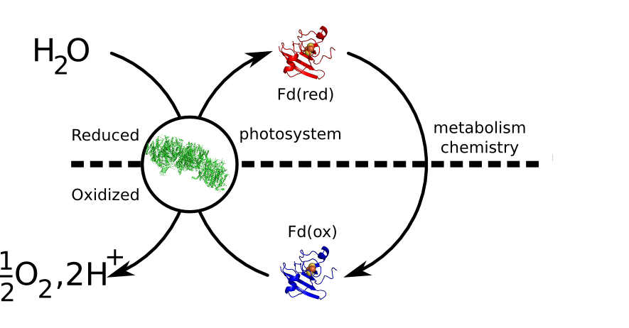 photosynthesis.png