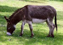 Donkey.img2.jpg