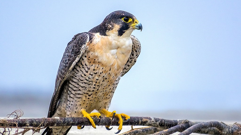 peregrine.png