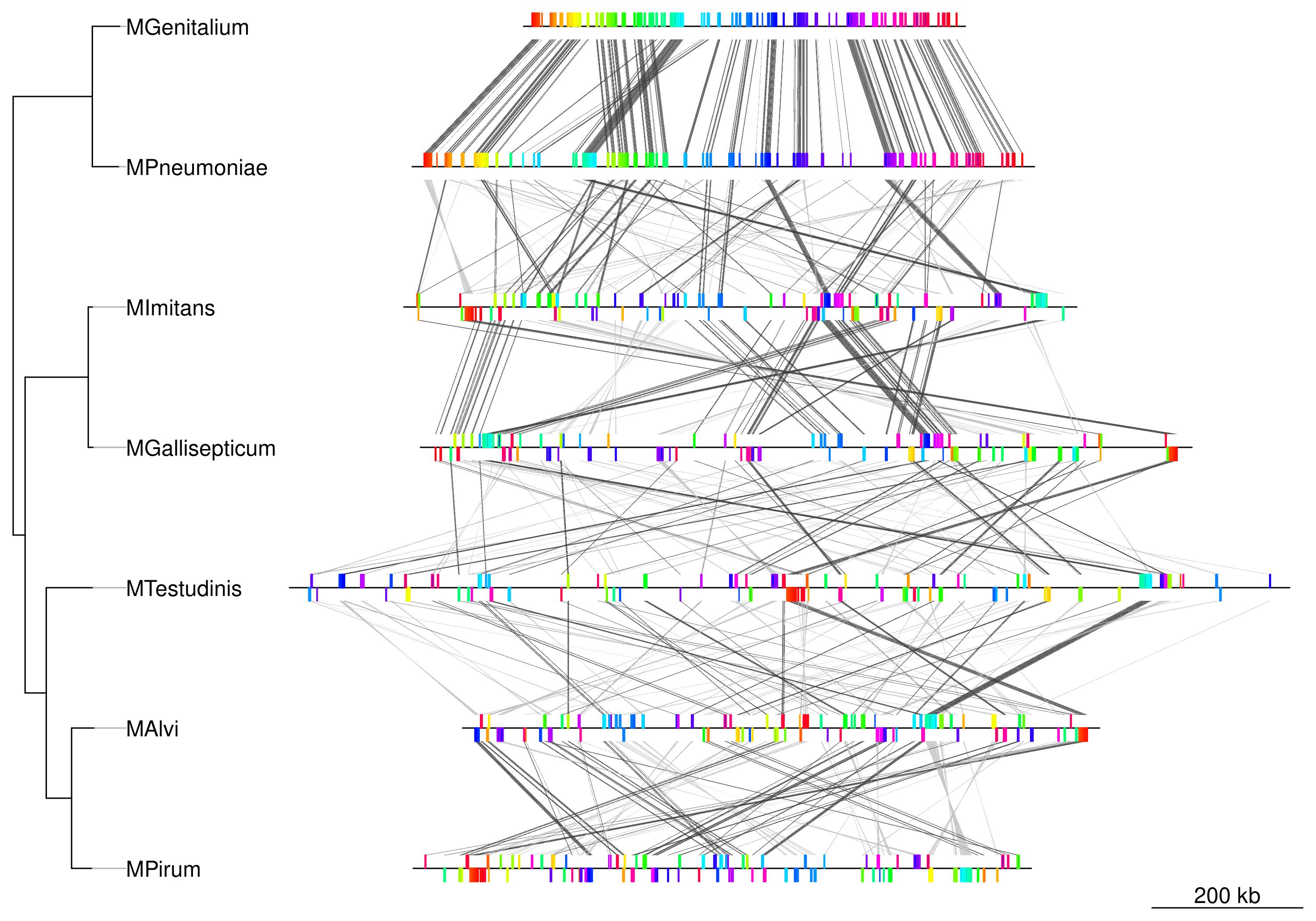 mycoplasma_example01.jpg