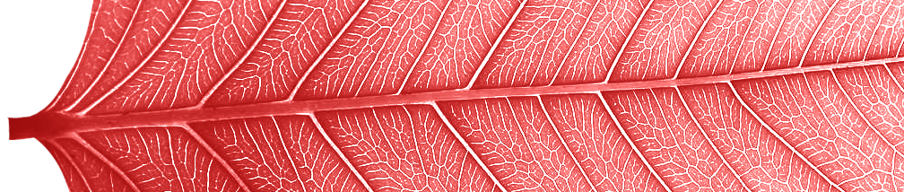 leaf_banner_red.png