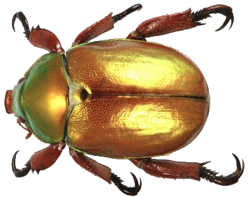 king_beetle_transp.png