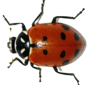 ladybug_transp.png