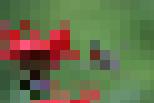 hummingbird_pixelate_full.jpg