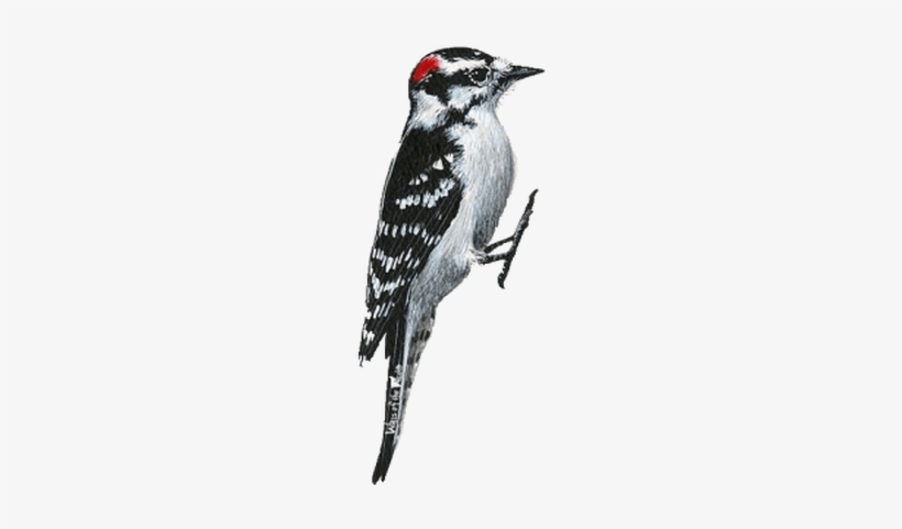 284-2848862_woodpecker-png.png