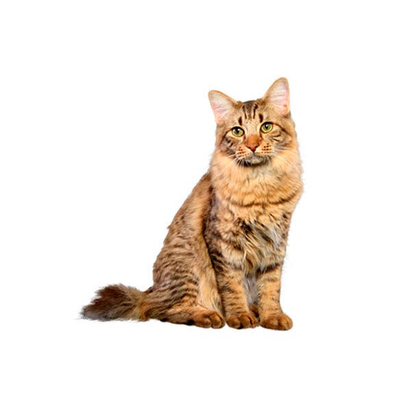 AmericanBobtail_body_6.jpg