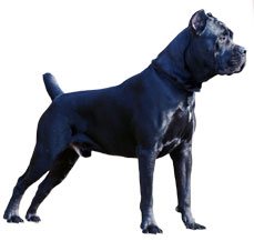 cane-corso.jpg