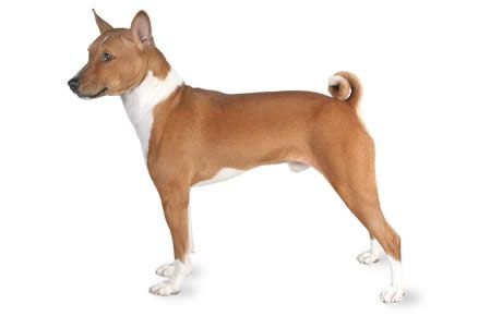 file_23008_basenji-460x290.jpg