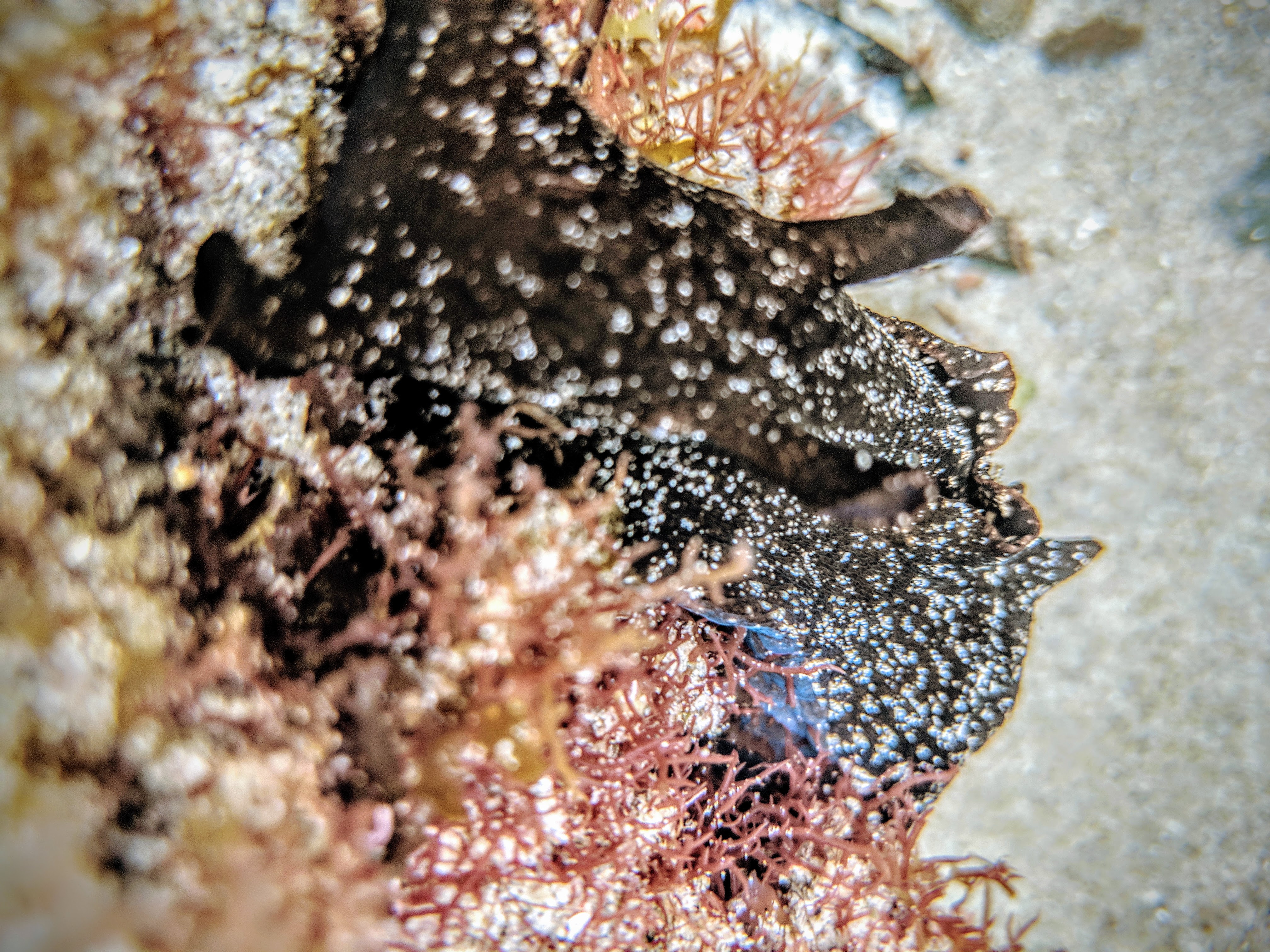 seaslug.jpg