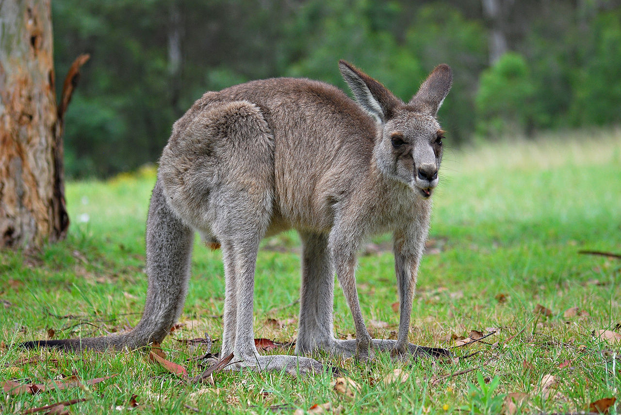 kangaroo.jpg