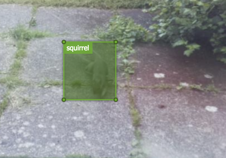 vott-squirrel.png