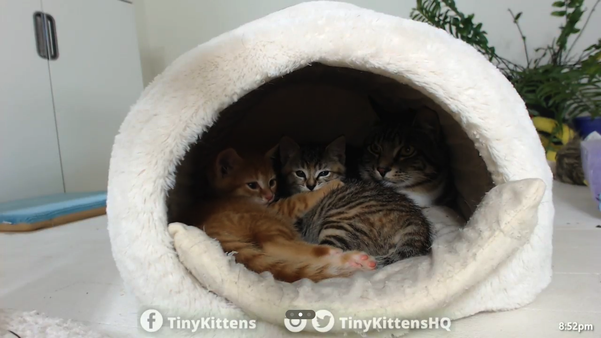 tinykittens-tv-home.png