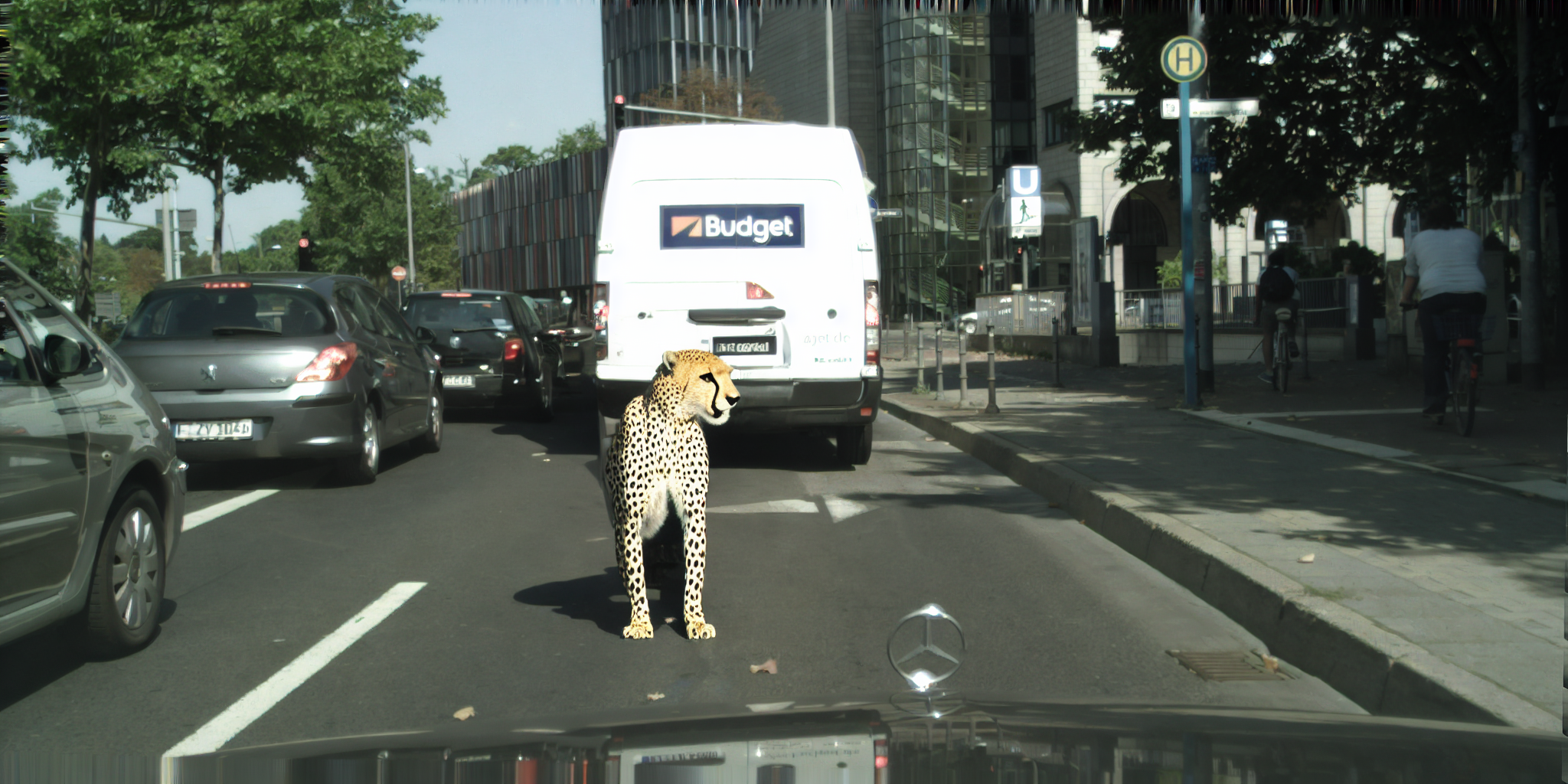 cheetah.png