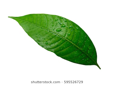 leaf1.jpg