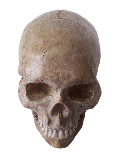 skull.png