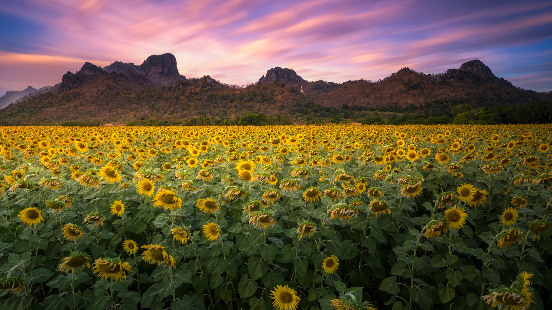 FlowerBackground.jpg